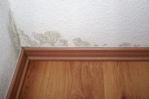 Mold Inspection Kirkland