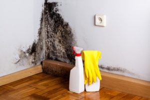 Mold Inspection Lynwood