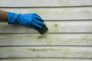 Mold-Specialist-Everett-WA